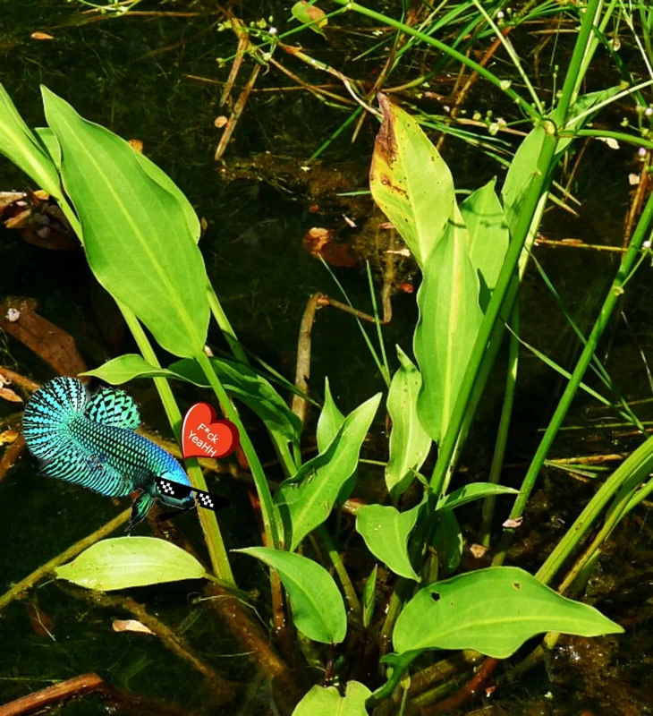 Live Plantago major Aquarium Plant - Betta & Guppy Fish Tank Plant - Image 4