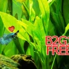 Live Plantago major Aquarium Plant - Betta & Guppy Fish Tank Plant - Image 1