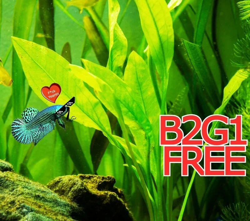 Live Plantago major Aquarium Plant - Betta & Guppy Fish Tank Plant - Image 1