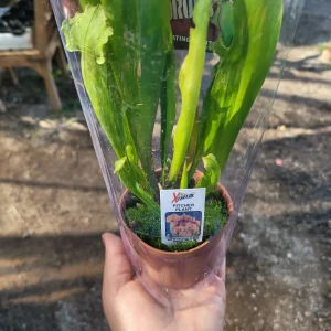 Live Sarracenia Pitcher Plant - Carnivorous Bog Plant - 3in Pot - Image 2