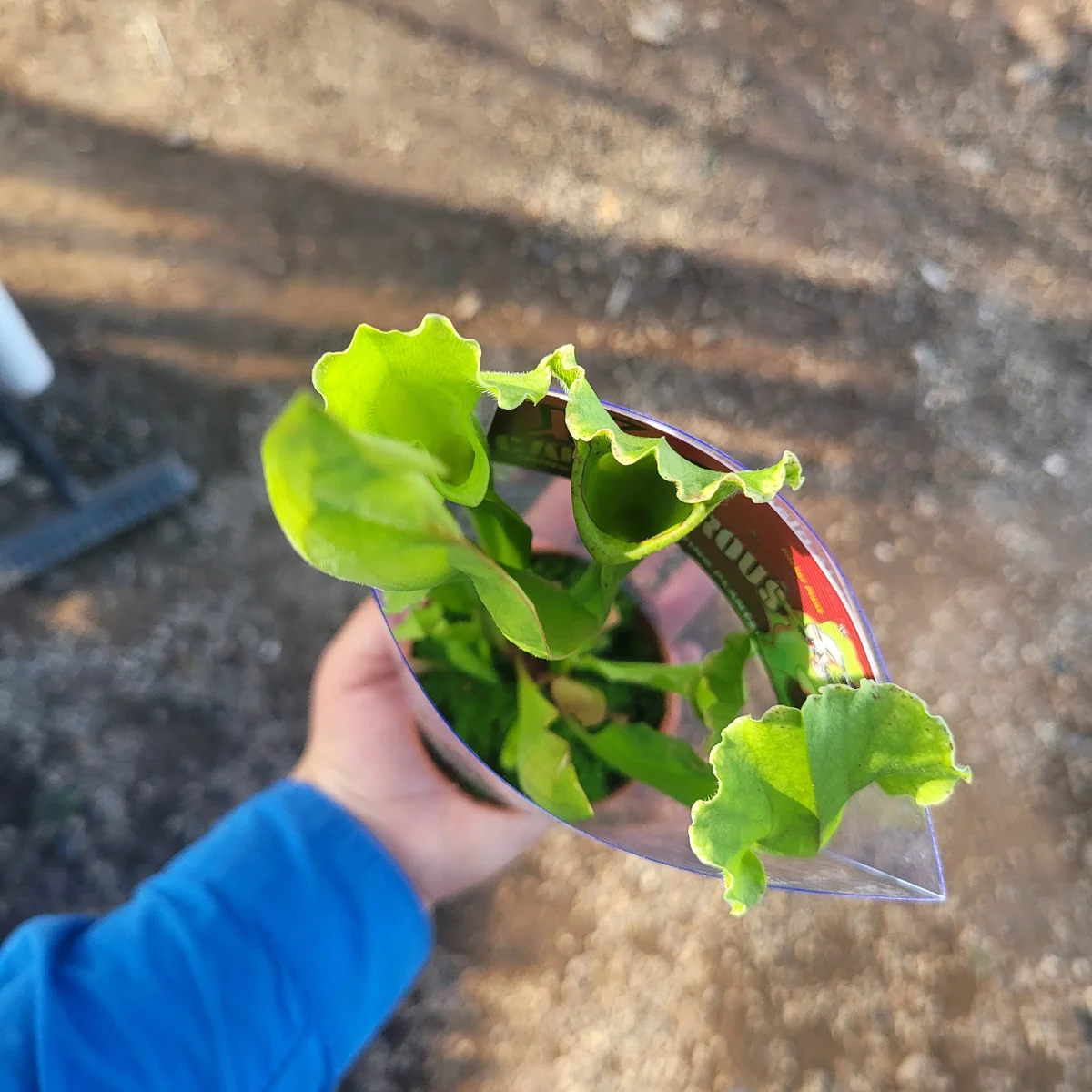 Live Sarracenia Pitcher Plant - Carnivorous Bog Plant - 3in Pot - Image 3
