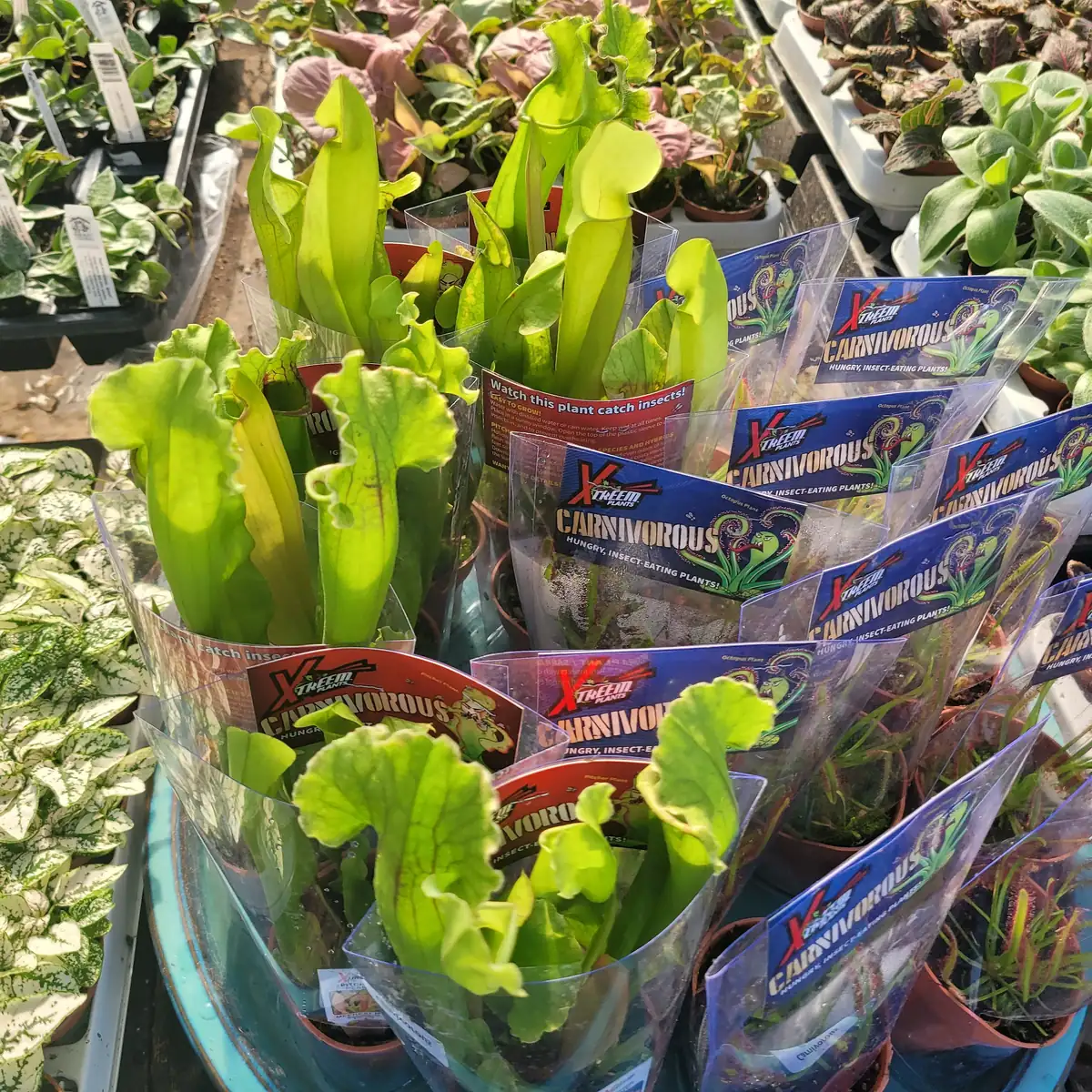 Live Sarracenia Pitcher Plant - Carnivorous Bog Plant - 3in Pot - Image 4