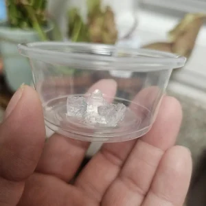 Live Sarracenia Pitcher Plant - Carnivorous Bog Plant - 3in Pot - Image 5