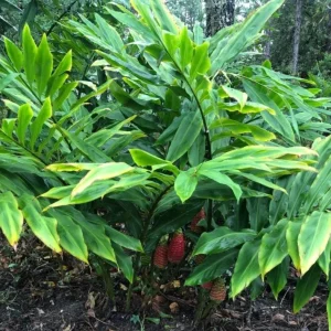 Live Shampoo Ginger Roots - Set of 5 Zingiber Zerumbet Rhizomes - Tropical Perennial Bare Root for Planting - Image 10