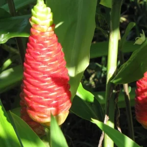 Live Shampoo Ginger Roots - Set of 5 Zingiber Zerumbet Rhizomes - Tropical Perennial Bare Root for Planting - Image 2