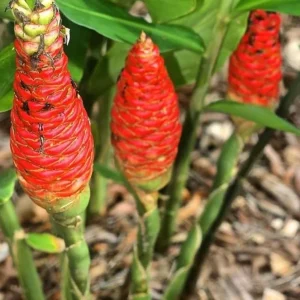 Live Shampoo Ginger Roots - Set of 5 Zingiber Zerumbet Rhizomes - Tropical Perennial Bare Root for Planting - Image 3