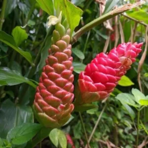 Live Shampoo Ginger Roots - Set of 5 Zingiber Zerumbet Rhizomes - Tropical Perennial Bare Root for Planting - Image 4