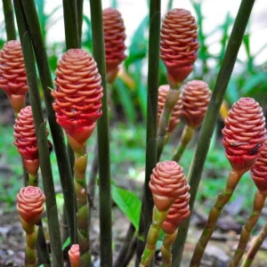 Live Shampoo Ginger Roots - Set of 5 Zingiber Zerumbet Rhizomes - Tropical Perennial Bare Root for Planting - Image 5