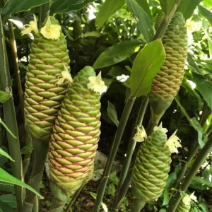 Live Shampoo Ginger Roots - Set of 5 Zingiber Zerumbet Rhizomes - Tropical Perennial Bare Root for Planting - Image 7