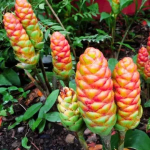 Live Shampoo Ginger Roots - Set of 5 Zingiber Zerumbet Rhizomes - Tropical Perennial Bare Root for Planting - Image 8