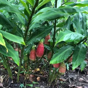 Live Shampoo Ginger Roots - Set of 5 Zingiber Zerumbet Rhizomes - Tropical Perennial Bare Root for Planting - Image 9