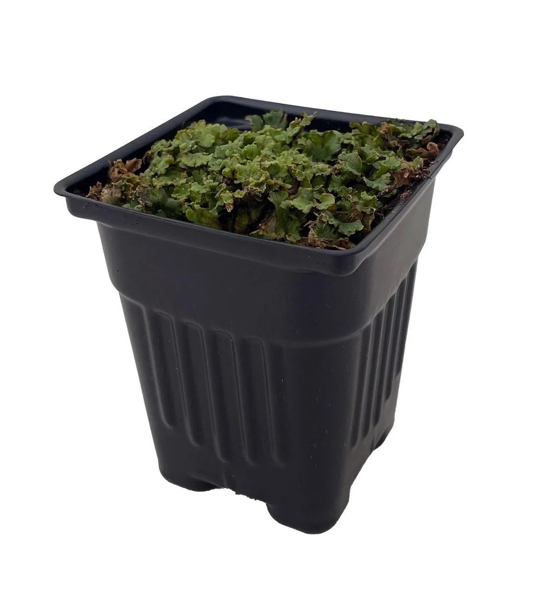 Liverwort Live Plant – Fairy Garden & Terrarium Plant – 4 inch Pot - Image 2