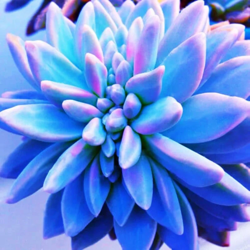 Living Stones Flower Succulent Seeds - Rare Lithops Cactus Seeds - Image 1