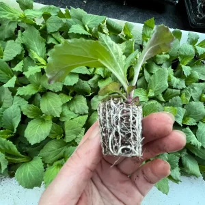 Lobelia Starship Cardinal Flower Live Starter Plant - Well-Rooted Plugs - Image 10