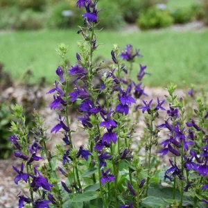 Lobelia Starship Cardinal Flower Live Starter Plant - Well-Rooted Plugs - Image 5