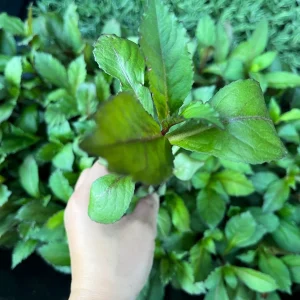 Lobelia Starship Cardinal Flower Live Starter Plant - Well-Rooted Plugs - Image 8