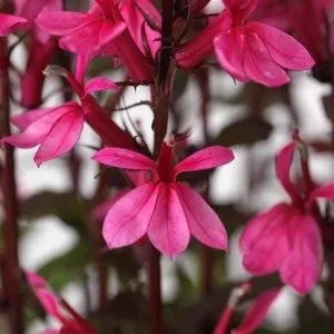 Lobelia Starship Cardinal Flower Live Starter Plant - Well-Rooted Plugs - Image 9