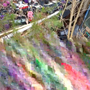 Loblolly Pine Live Plant - Pinus taeda Starter Tree 10 Inches Tall Outdoor - Image 2