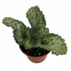 Loki Asian Violet Primulina Live House Plant - 2.5" Pot - Indoor - Image 1