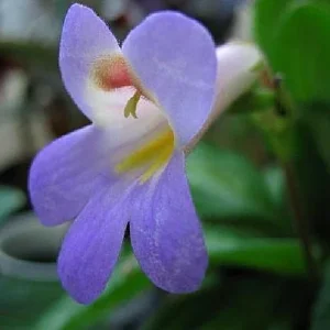 Loki Asian Violet Primulina Live House Plant - 2.5