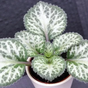 Loki Asian Violet Primulina Live House Plant - 2.5