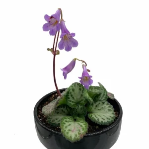 Loki Asian Violet Primulina Live House Plant - 2.5