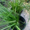 Lomandra Longifolia Breeze Live Plant – 6 inch Pot – Outdoor Grass - Image 1
