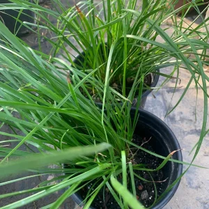 Lomandra Longifolia Breeze Live Plant – 6 inch Pot – Outdoor Grass - Image 1