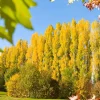 Lombardy Poplar (Populus Nigra) 2 Bare-root Trees - Fast Growing Outdoor - Image 1
