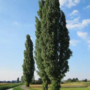 Lombardy Poplar (Populus Nigra) 2 Bare-root Trees - Fast Growing Outdoor - Image 3
