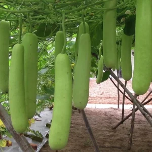Long Bottle Gourd Seeds - F1 Hybrid Calabash Gourd Seeds - NON-GMO - Image 2