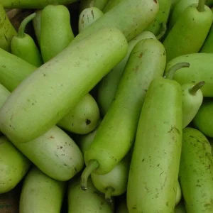 Long Bottle Gourd Seeds - F1 Hybrid Calabash Gourd Seeds - NON-GMO - Image 3