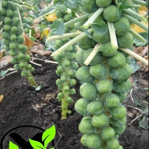 Long Island Brussels Sprouts Seeds - Non-GMO Heirloom Vegetable Seeds - Image 2