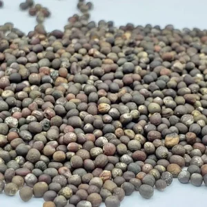 Long Island Brussels Sprouts Seeds - Non-GMO Heirloom Vegetable Seeds - Image 3