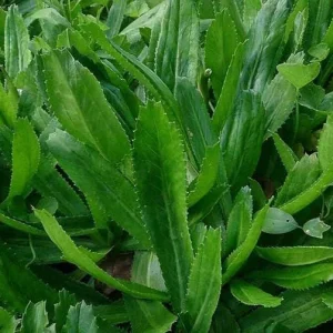 Long Leaf Cilantro Seeds (Recao) - 100 Seed Pack for Herb Gardens - Image 2