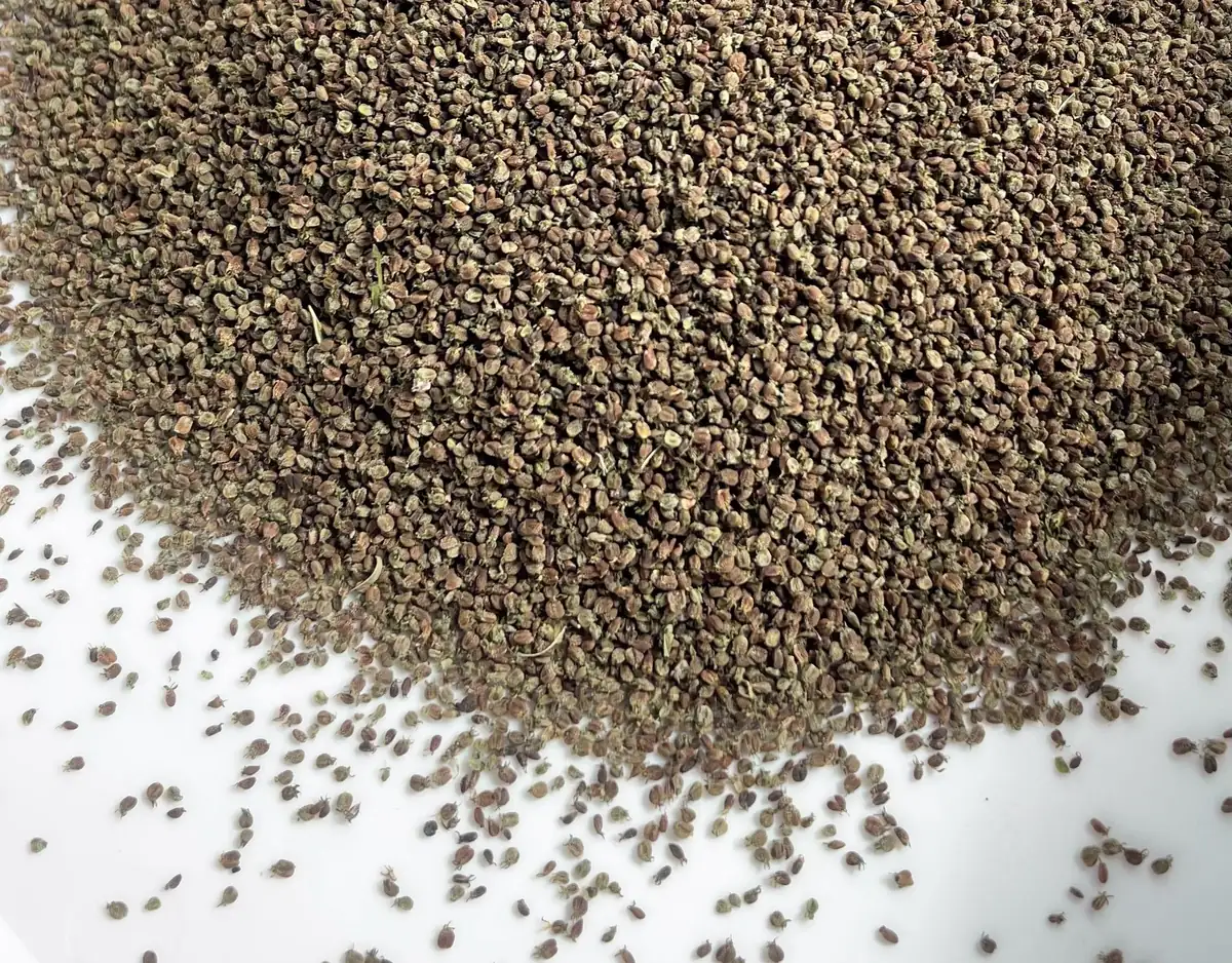 Long Leaf Cilantro Seeds (Recao) - 100 Seed Pack for Herb Gardens - Image 1