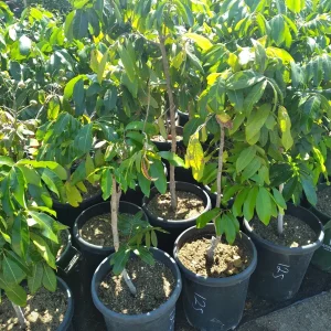 Longan Air Layered Tree - Live Fruit Plant - 3 ft Tall - Ships in 3 Gal Pot - Image 2