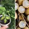 Longan Dimocarpus Fruit Tree Live Plant, Tropical, 5-8 inches Tall, Outdoor - Image 1