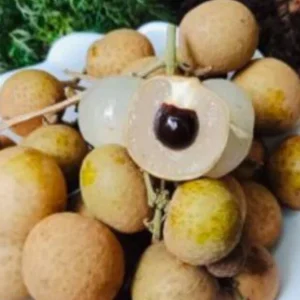 Longan Dimocarpus Fruit Tree Live Plant, Tropical, 5-8 inches Tall, Outdoor - Image 3