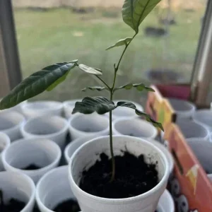 Longan Dimocarpus Fruit Tree Live Plant, Tropical, 5-8 inches Tall, Outdoor - Image 7