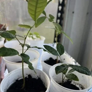 Longan Dimocarpus Fruit Tree Live Plant, Tropical, 5-8 inches Tall, Outdoor - Image 8