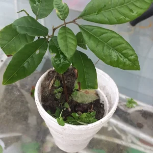 Longan Dimocarpus Tropical Fruit Tree Live Plant 5-8 inches Tall, Edible Evergreen - Image 2