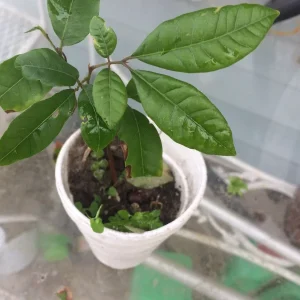 Longan Dimocarpus Tropical Fruit Tree Live Plant 5-8 inches Tall, Edible Evergreen - Image 9