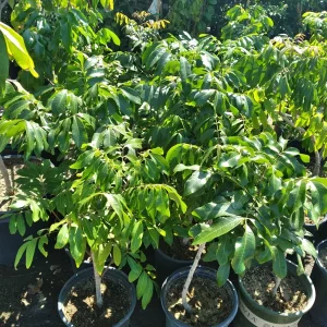 Longan Live Plant - Air Layered Tree - 2 Feet Tall - 3 Gallon Pot - Image 3