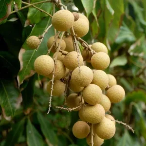 Longan Live Starter Plant - 5-8