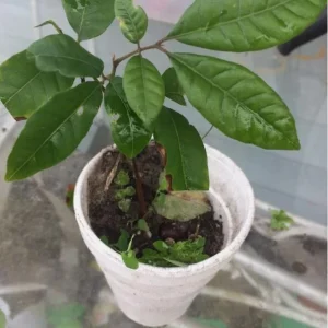 Longan Live Starter Plant - 5-8