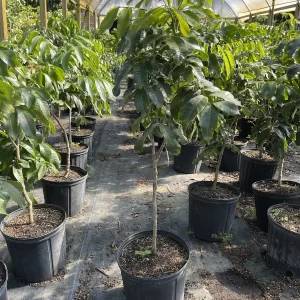 Longan Tree 3-4 ft Tall Kohala Variety Live Plant in 3 Gallon Pot - Image 2