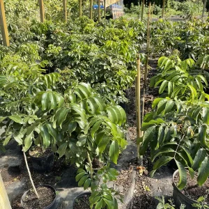 Longan Tree 3-4 ft Tall Kohala Variety Live Plant in 3 Gallon Pot - Image 4