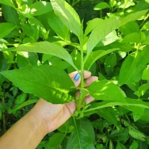 Longevity Spinach Live Plant (Gynura procumbens) - Set of 2, 4-6