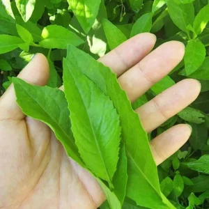 Longevity Spinach Live Plant (Gynura procumbens) - Set of 2, 4-6